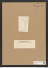 Diatomeae indet. Zeichnungen Sammlung Grunow Nr. 3557 (NHMW-BOT-W0371136)